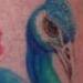 Tattoos - Peacock - 54074